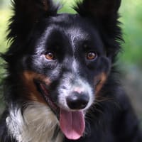 KIKO VAA, chien à adopter