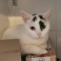 OLIVE, chatte à adopter