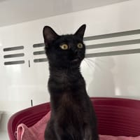 Bo'Bun, chat à adopter