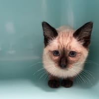 FLAMBY, chat à adopter