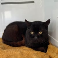 Fusain, chat à adopter