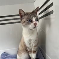 Cyan, chat à adopter