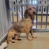 FAUVETTE, chienne à adopter