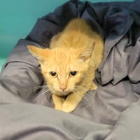 Micheline, chatte à adopter