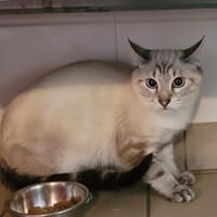 SIAM, chat à adopter