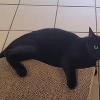 PANDA, chat à adopter