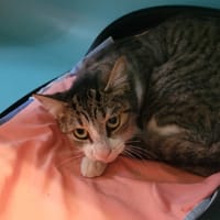 Ouya, chatte à adopter
