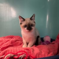BOULOCHE, chatte à adopter