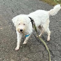 KALIE, chienne à adopter