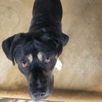 GRIMM, chien à adopter