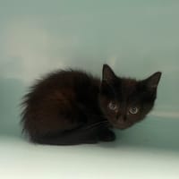 REGLISSE, chat à adopter