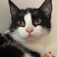 MICHKA, chatte à adopter