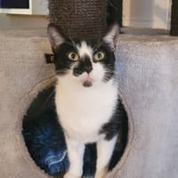 GAIA, chatte à adopter