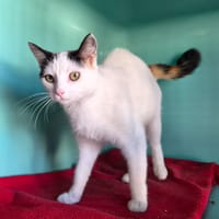 gossip, chatte à adopter
