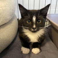 RAVEN, chat à adopter