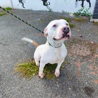 KYOTO VAA, chien à adopter