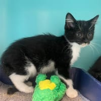 OREGON, chat à adopter