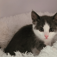 EDELWEISS, chatte à adopter