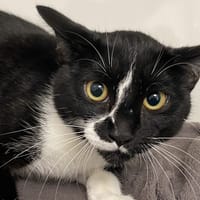 BERLIOZ, chat à adopter