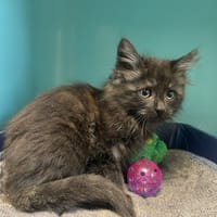 CHOUPETTE, chatte à adopter