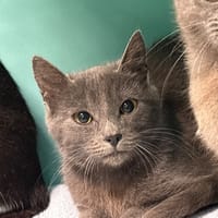 Jackson, chat à adopter
