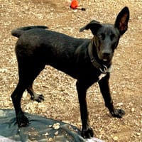 TOUKY, chien à adopter