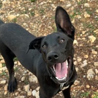 TOUKY, chien à adopter