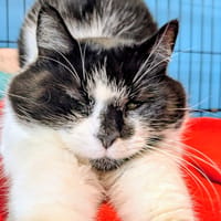 EUREKA, chatte à adopter