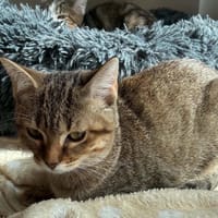 Laa-Laa, chatte à adopter