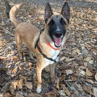 PAA24471 MACE, chien à adopter