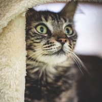 SHEILA, chatte à adopter