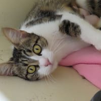 ASTRA PAB30073, chatte à adopter