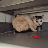 Asia, chatte à adopter
