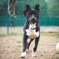 TYSON, chien à adopter