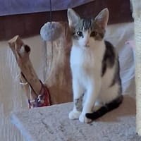 Karma (réservée), chatte à adopter