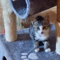 Tempo, chatte à adopter