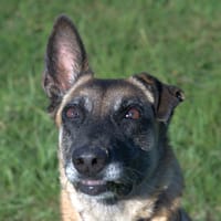 VEVA, chienne à adopter