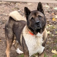Rantamplan CAA15948, chien à adopter