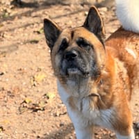 Sky CAA15959, chien à adopter