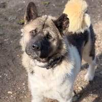 Viky CAA15949, chienne à adopter