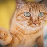 MIMITTE, chatte à adopter