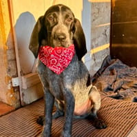 Betty, chienne à adopter