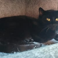 ZINA, chatte à adopter