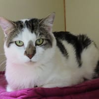 HILEL PAB29171, chat à adopter