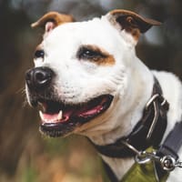 NaÏka, chienne à adopter