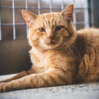 COOCKIE, chat à adopter