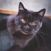 Bourbon, chat à adopter
