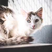 Aceituno, chat à adopter