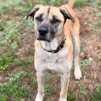 Pinocchio CAA15162, chien à adopter