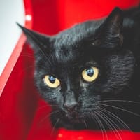 ZARA, chatte à adopter